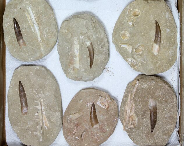 Lot: Real Fossil Plesiosaur Teeth In Matrix - Pieces #119617